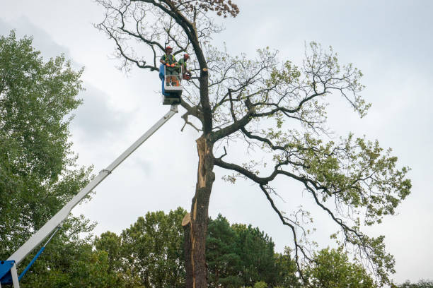 Professional Tree Services in Arthur, IL