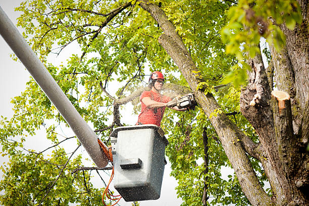 How Our Tree Care Process Works  in  Arthur, IL